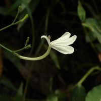 Rhinacanthus flavovirens Amaras. & Wijes.